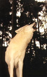 Mikaho (Osage for 'Starfish') howls with the pack. A beautiful sound.