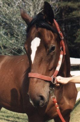 Gypsy Flame