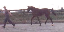 Gypsy Flame